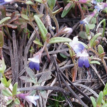 Collinsia torreyi unspecified picture