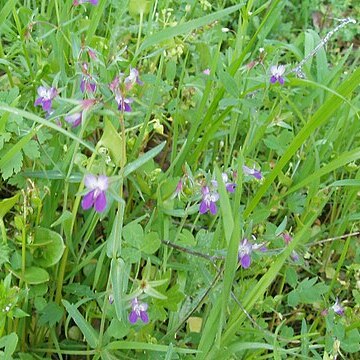 Collinsia sparsiflora unspecified picture