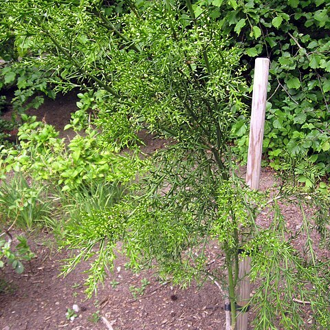 Colletia hystrix unspecified picture