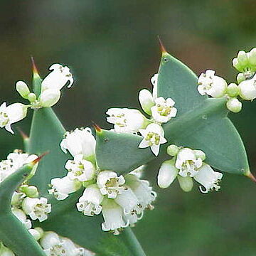 Colletia unspecified picture