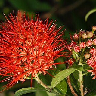 Combretaceae unspecified picture