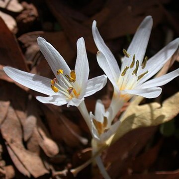 Colchicum antilibanoticum unspecified picture