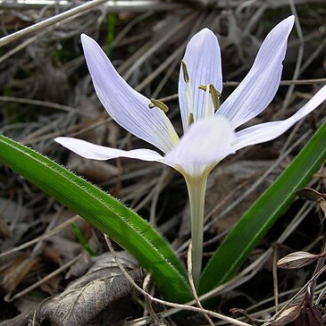 Colchicum hungaricum unspecified picture