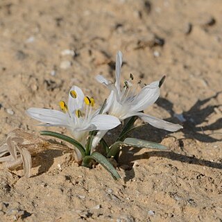 Colchicum tuviae unspecified picture