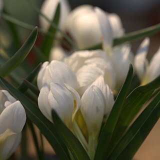 Colchicum trigynum unspecified picture