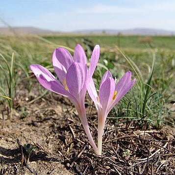 Colchicum laetum unspecified picture