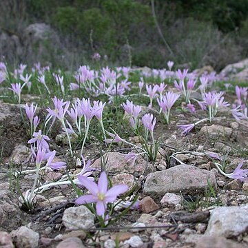 Colchicum steveni unspecified picture