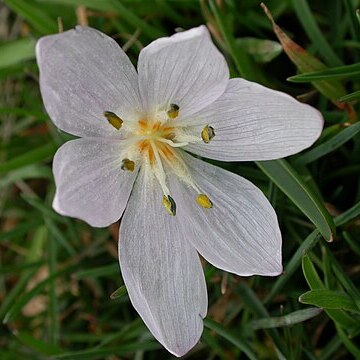 Colchicum burttii unspecified picture