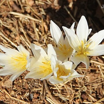 Colchicum kotschyi unspecified picture