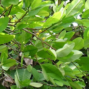 Erythroxylaceae unspecified picture