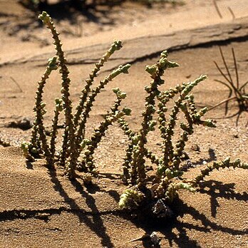 Cornulaca monacantha unspecified picture