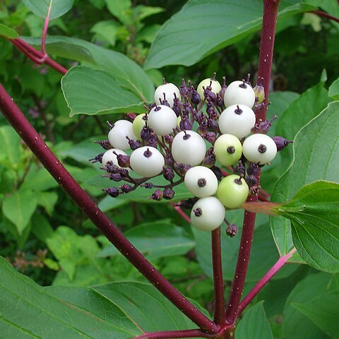 Cornus hemsleyi unspecified picture