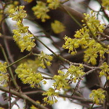 Cornus unspecified picture