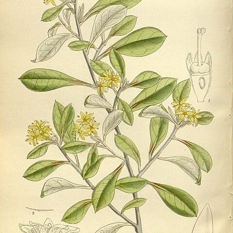 Corokia virgata unspecified picture