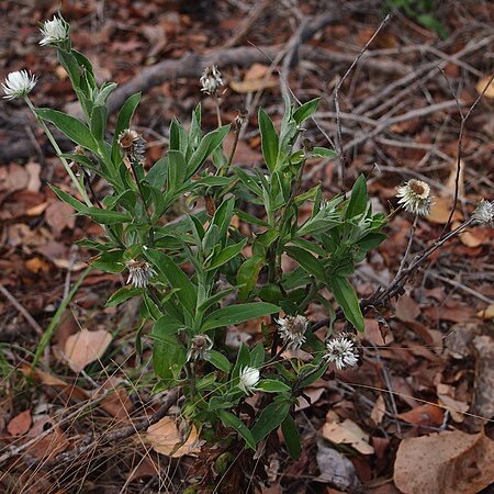 Coronidium cymosum unspecified picture