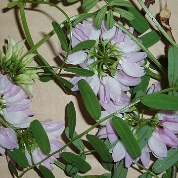 Coronilla varia unspecified picture