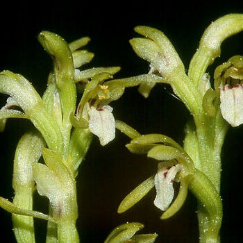 Corallorhiza unspecified picture