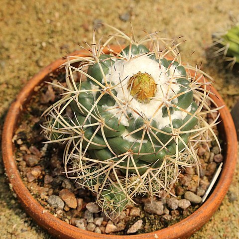 Coryphantha poselgeriana unspecified picture