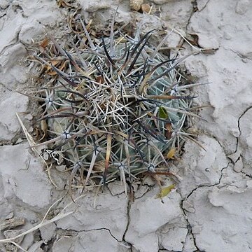 Coryphantha difficilis unspecified picture