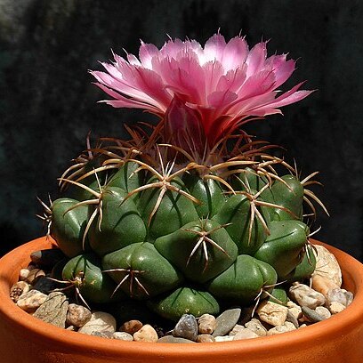 Coryphantha elephantidens unspecified picture