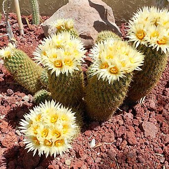 Coryphantha erecta unspecified picture