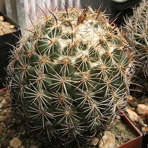 Coryphantha compacta unspecified picture