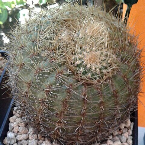 Coryphantha recurvata unspecified picture