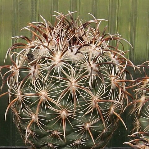 Coryphantha kracikii unspecified picture