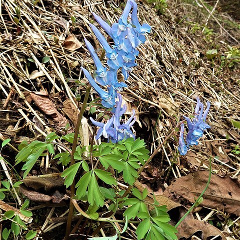 Corydalis fukuharae unspecified picture