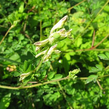 Corydalis ochotensis unspecified picture