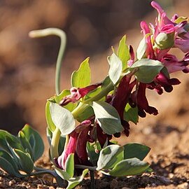 Corydalis oppositifolia unspecified picture