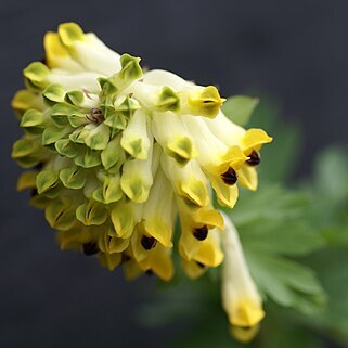 Corydalis nobilis unspecified picture