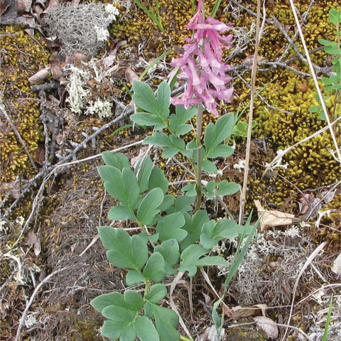 Corydalis paeoniifolia unspecified picture