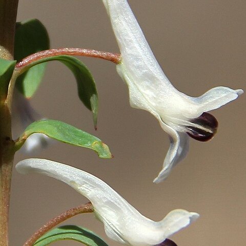 Corydalis integra unspecified picture