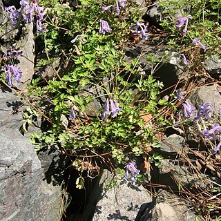 Corydalis linstowiana unspecified picture