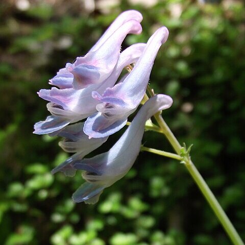 Corydalis linstowiana unspecified picture