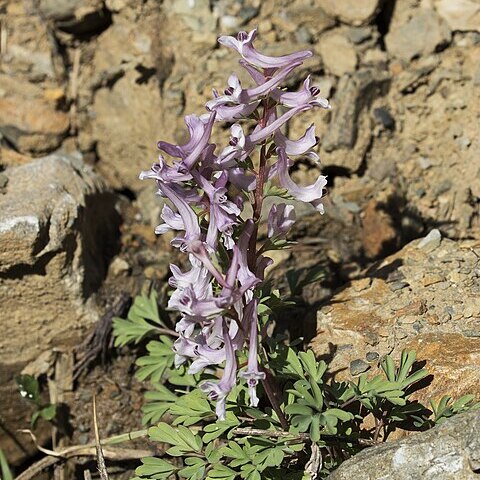 Corydalis tauricola unspecified picture