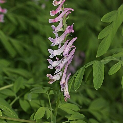 Corydalis unspecified picture