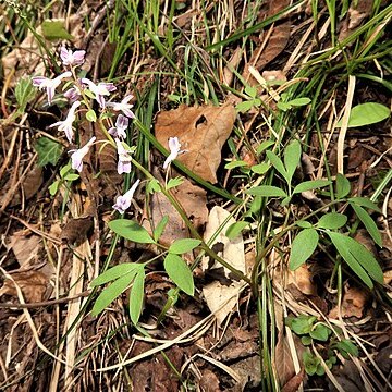 Corydalis capillipes unspecified picture