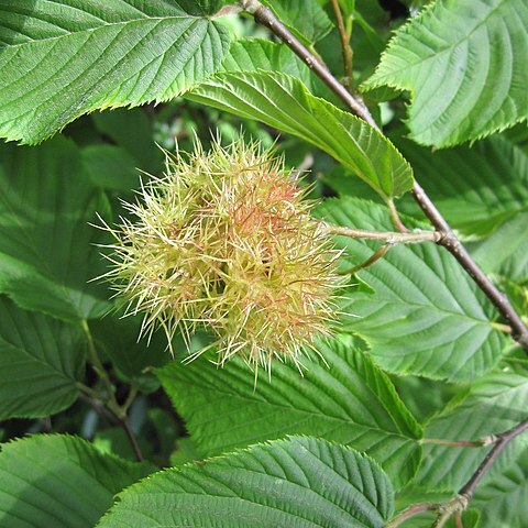 Corylus ferox unspecified picture