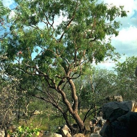 Corymbia arenaria unspecified picture