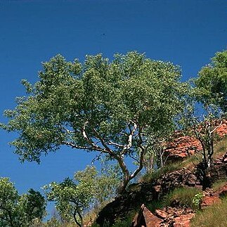 Corymbia aspera unspecified picture