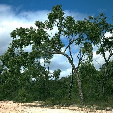 Corymbia abergiana unspecified picture