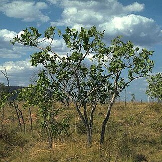 Corymbia abbreviata unspecified picture