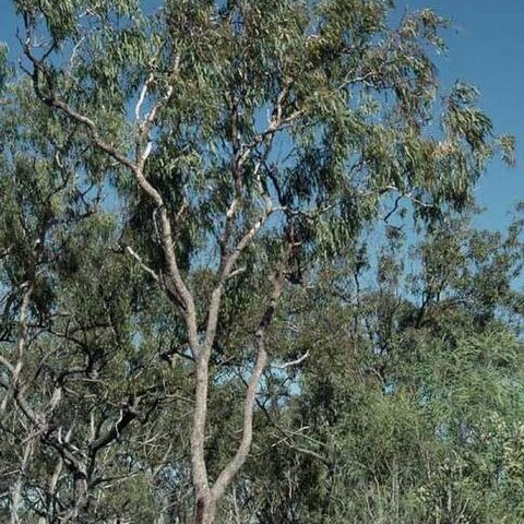 Corymbia umbonata unspecified picture