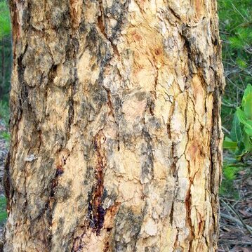 Corymbia eximia unspecified picture