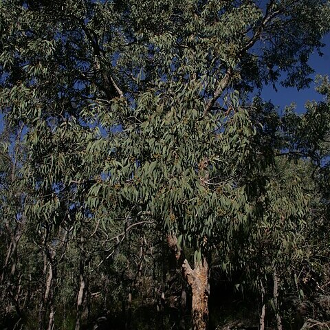 Corymbia eximia unspecified picture