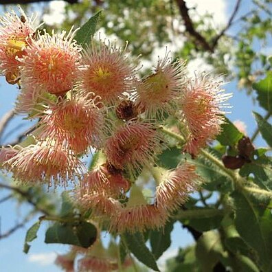 Corymbia dunlopiana unspecified picture