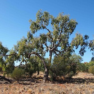 Corymbia eremaea unspecified picture