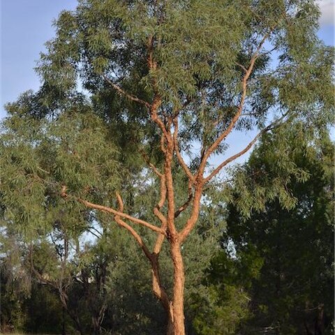 Corymbia leichhardtii unspecified picture